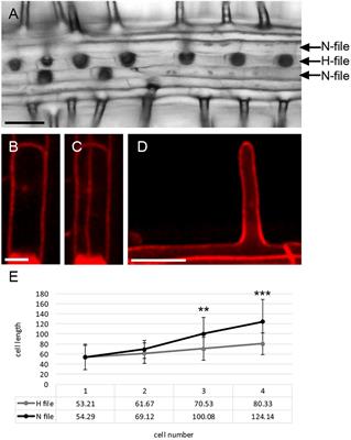 Genetic and Molecular Analysis of Root Hair Development in Arabis alpina